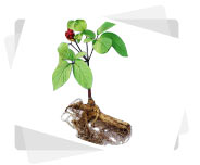 Asian Red Ginseng