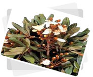 Catuaba Bark