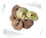 Cuscuta Seed