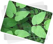 Epimedium Leaf