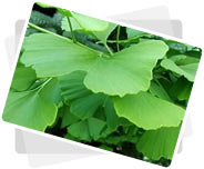 Ginkgo Biloba Leaf