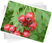Hawthorn Berry