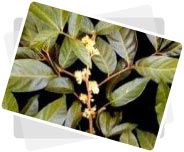 Muira Pauma Bark