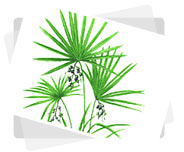 Saw Palmetto Berry